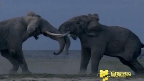 91大象成品视频入口,一网打尽热门影视，尽享视听盛宴